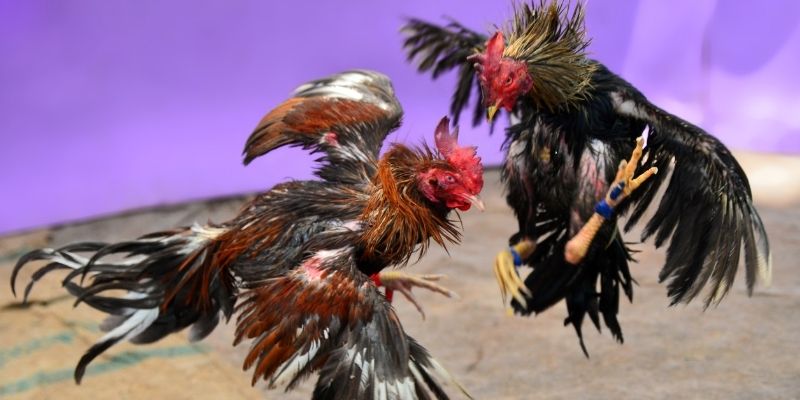 sv 88 KM Game Bài 3d