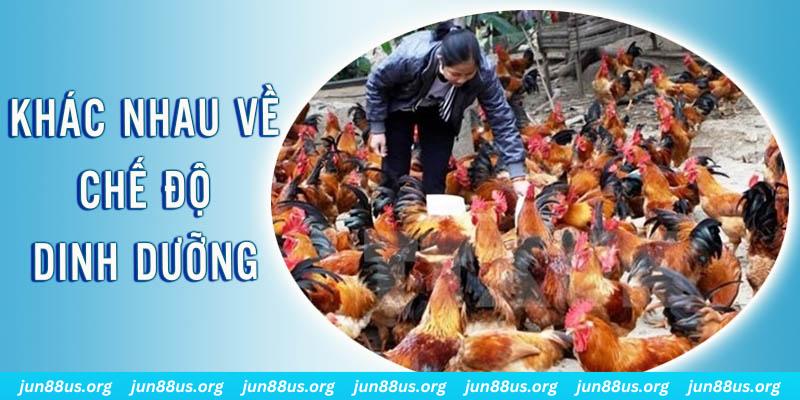 sv 88 xổ số miền nam thứ năm hàng tuần