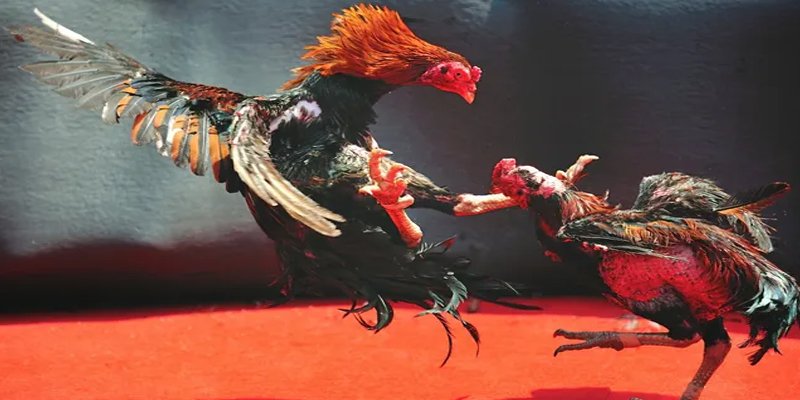 sv 88 bắn cá h5 chơi ngay