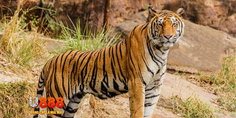 sv 88 xổ số bình thuận