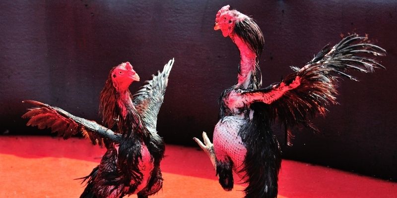 sv 88 thị trường baccarat là gì