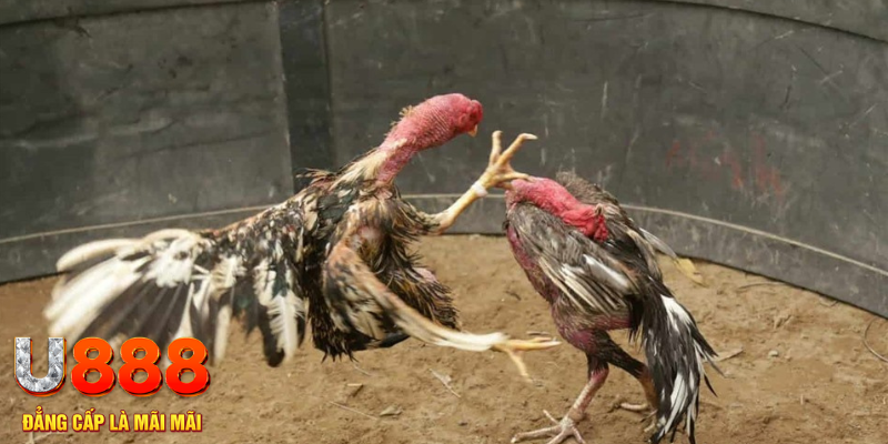 sv 88 đăng nhập tiến lên miền nam số 1